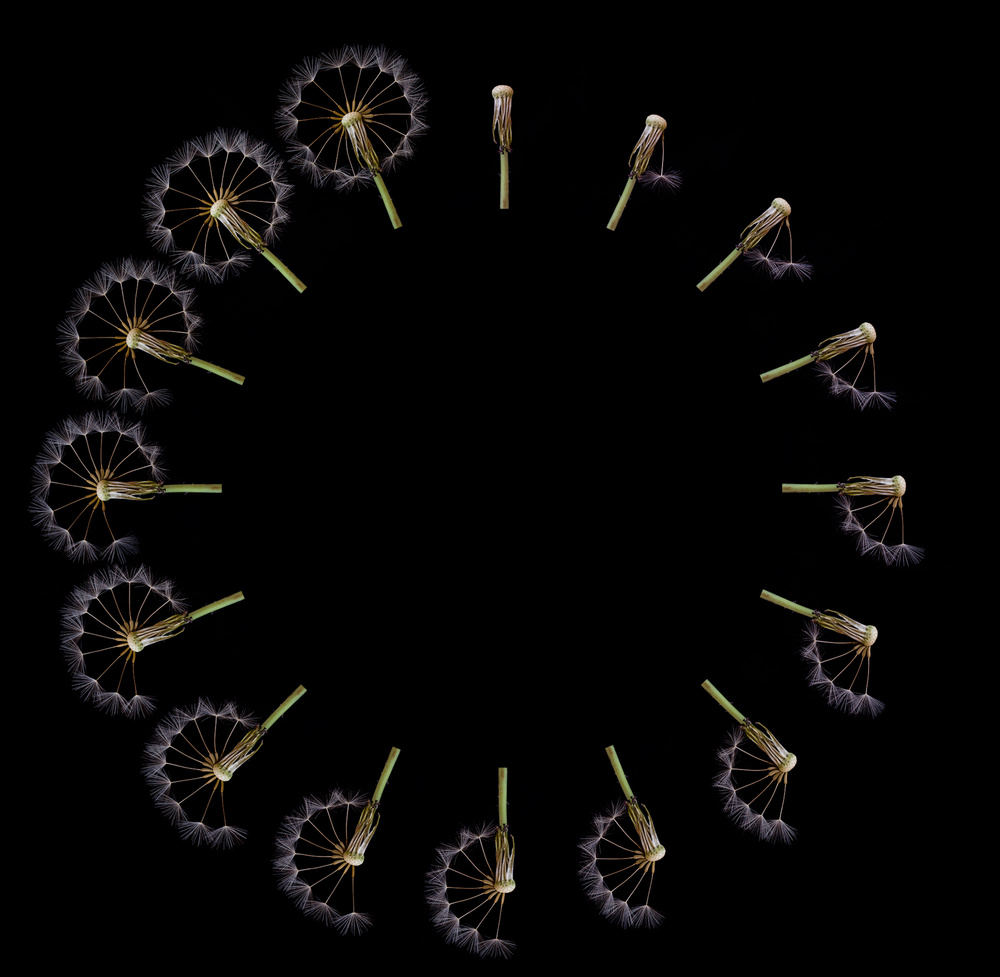 Dandelion Seed Cycle by Art Lionse — canvas wall art