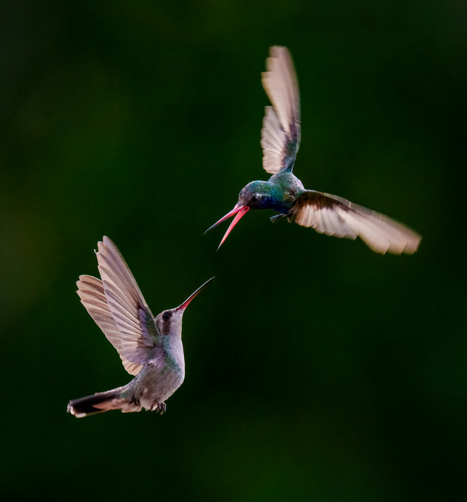 Hummingbird Aerial Duel by Serena Duan — canvas wall art