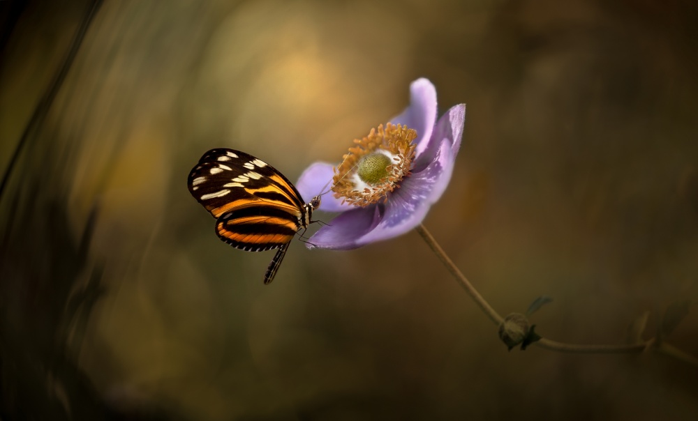 Vibrant Butterfly Bloom by Heather Bonadio — canvas wall art