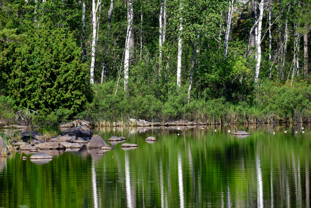 Tranquil Forest Reflections by Geertjan Plooijer — canvas wall art