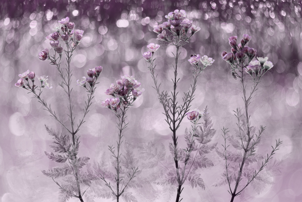 Sparkling Purple Flowers by brigitte van krimpen — canvas wall art