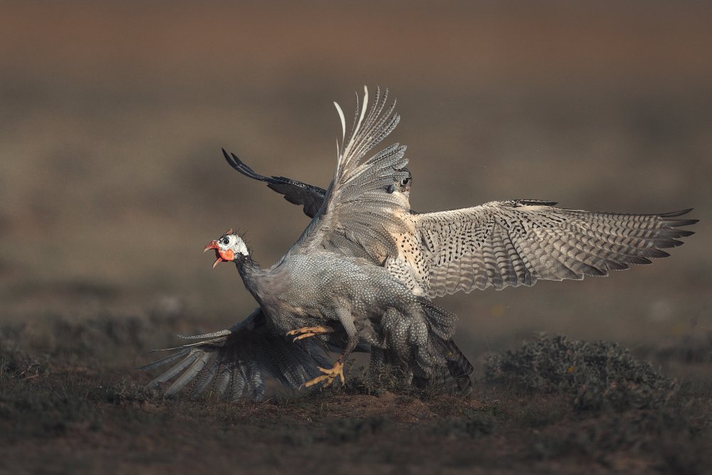 Wild Guinea Fowl Fight by Ahmed Sobhi — canvas wall art