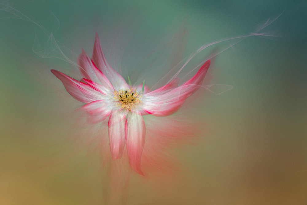 Ethereal Pink Flower by Molly Fu APA — canvas wall art