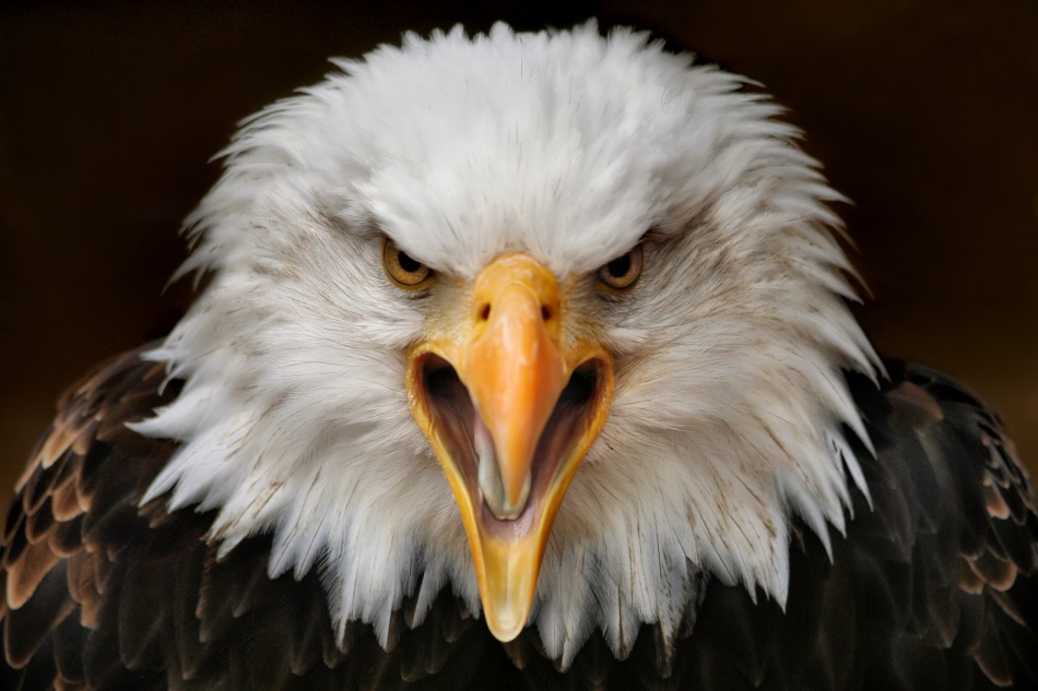 Screaming Bald Eagle by Jimmy Hoffman — canvas wall art