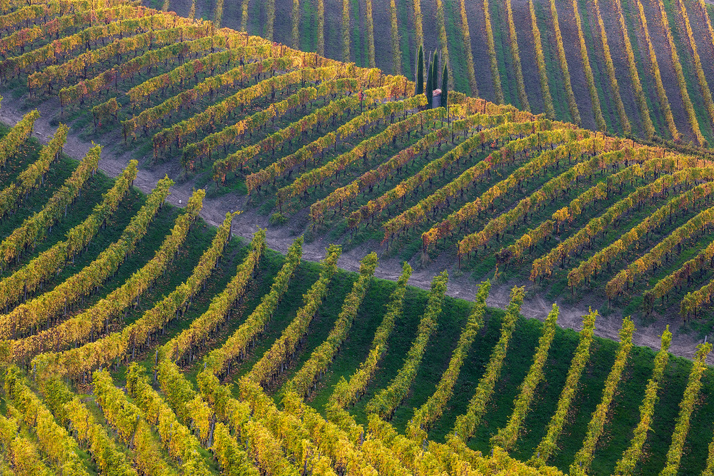 Cypress Vineyard Landscape by Fiorenzo Carozzi — canvas wall art