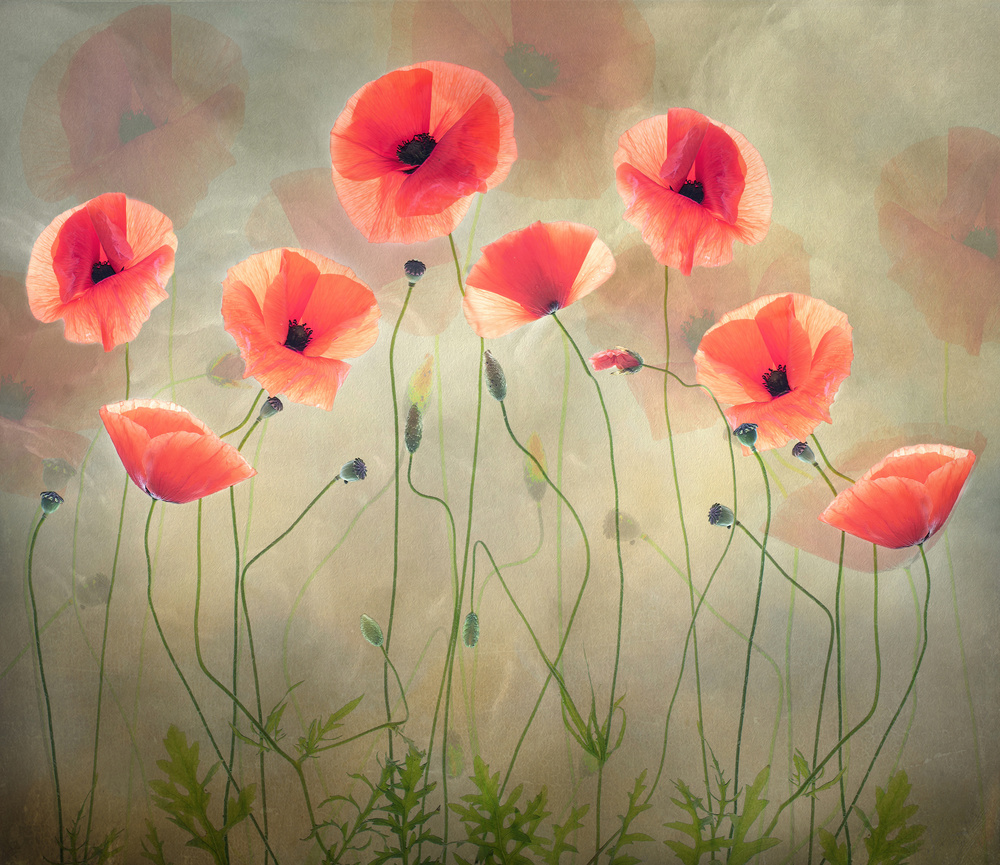Soft Poppies by Sharon Williams — canvas wall art