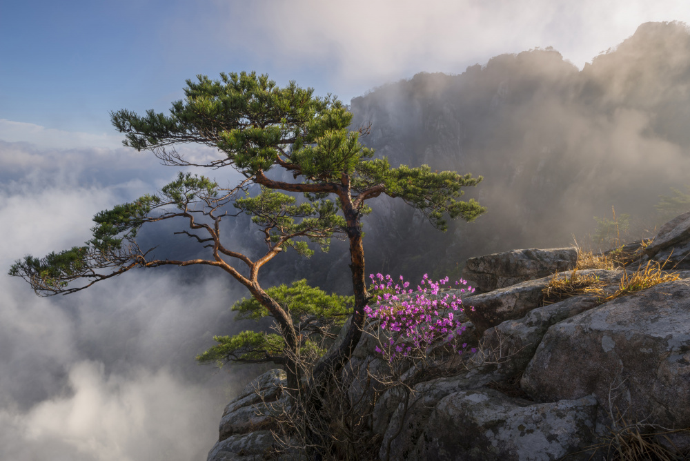 Misty Cliff Pine Blossoms by Jaeyoun Ryu — canvas wall art
