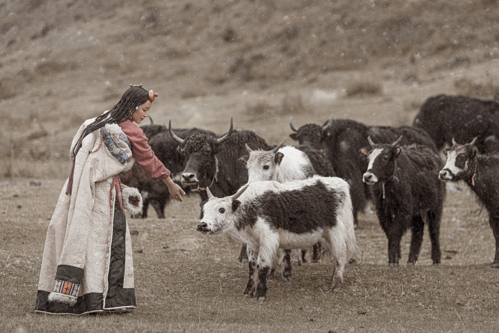 Tibetan Woman Feeding Calf by 吴子诚WuZiCheng — canvas wall art
