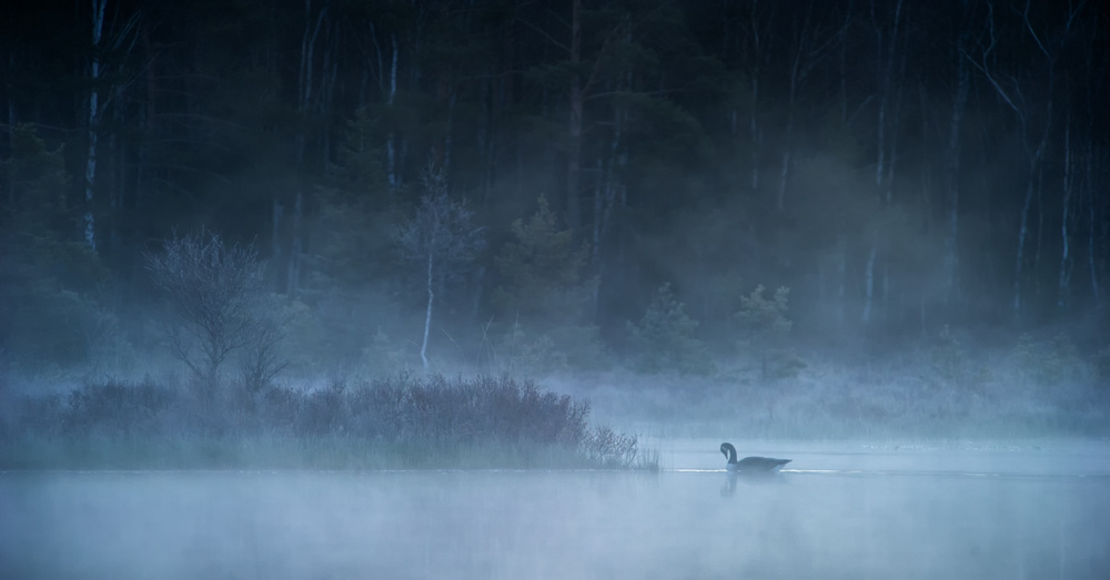 Lone Goose Misty Lake by Benny Pettersson — canvas wall art