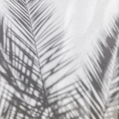 Palm Shadow Play