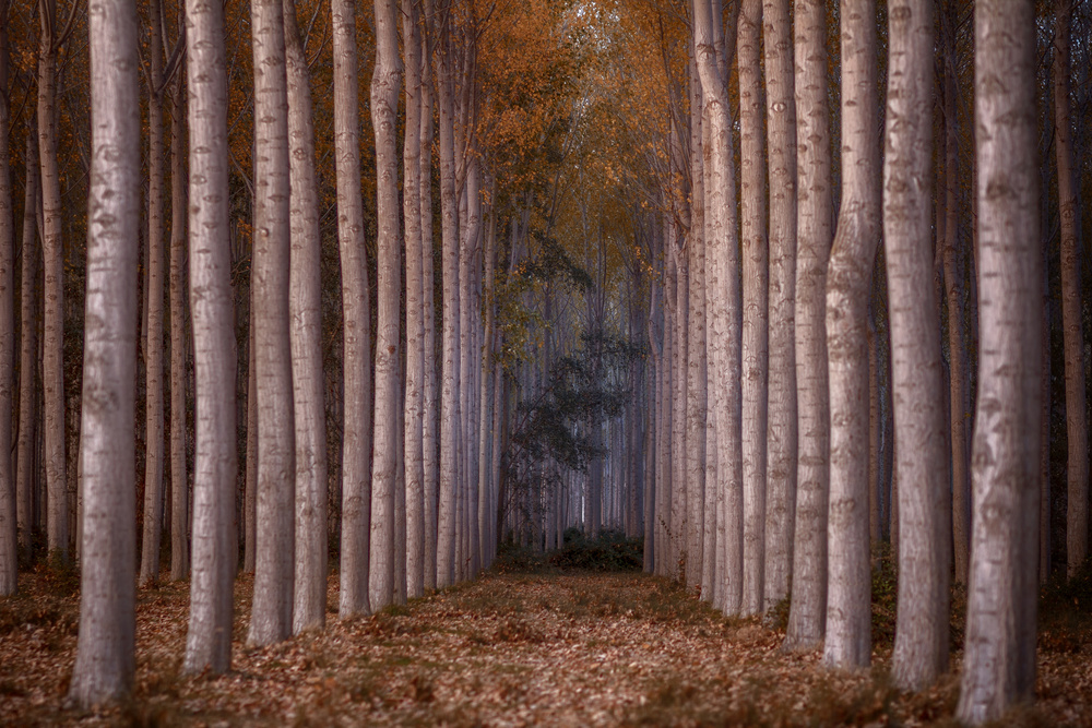 Autumn Tree Avenue by TONY GORAN — canvas wall art