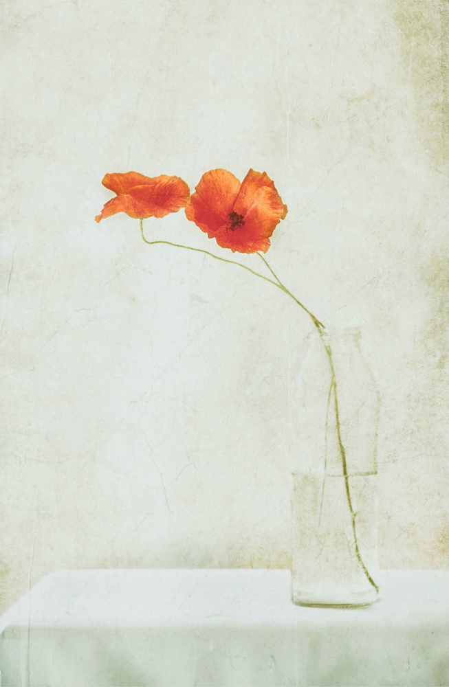 Delicate Poppies in Vase by Delphine Devos — canvas wall art