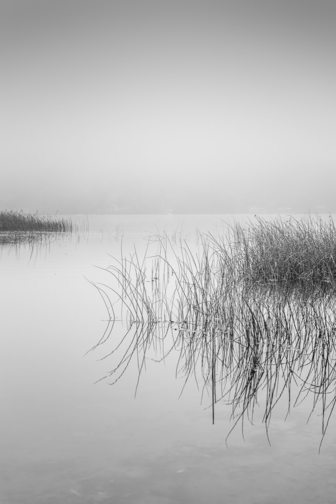 Misty Reeds Reflection by Benny Pettersson — canvas wall art