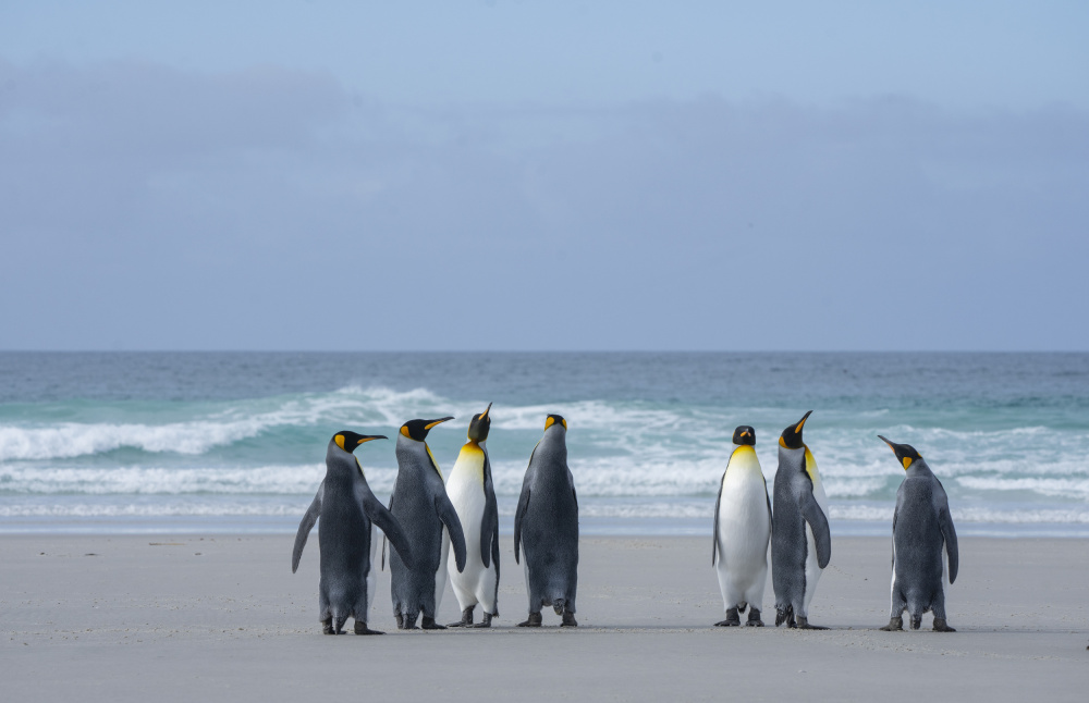 King Penguins on Beach by Feng Qin — canvas wall art