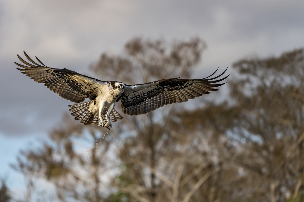 Wild Osprey in Flight by Alfred Forns — canvas wall art