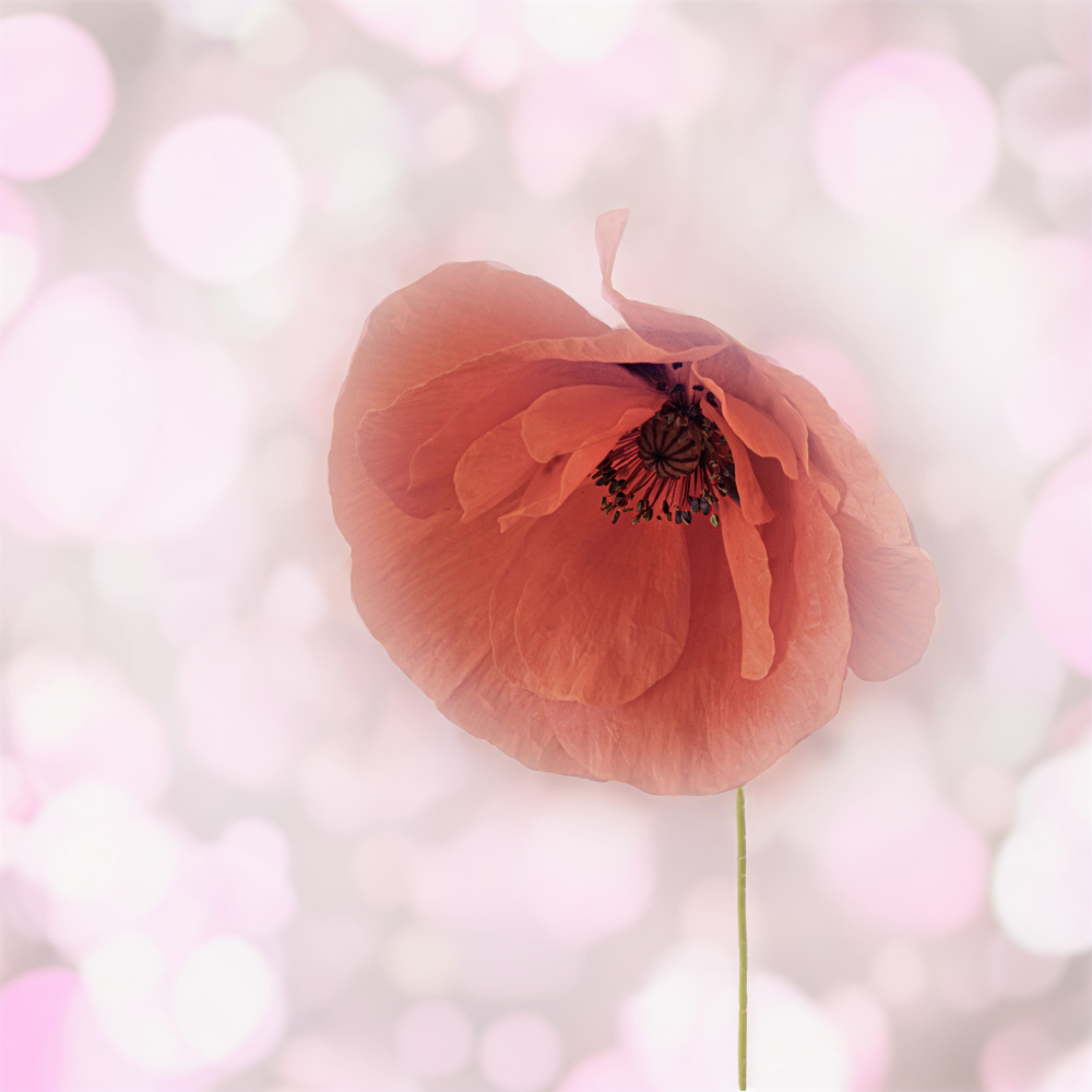 Dreamy Pink Poppy by Marie-anne Stas — canvas wall art