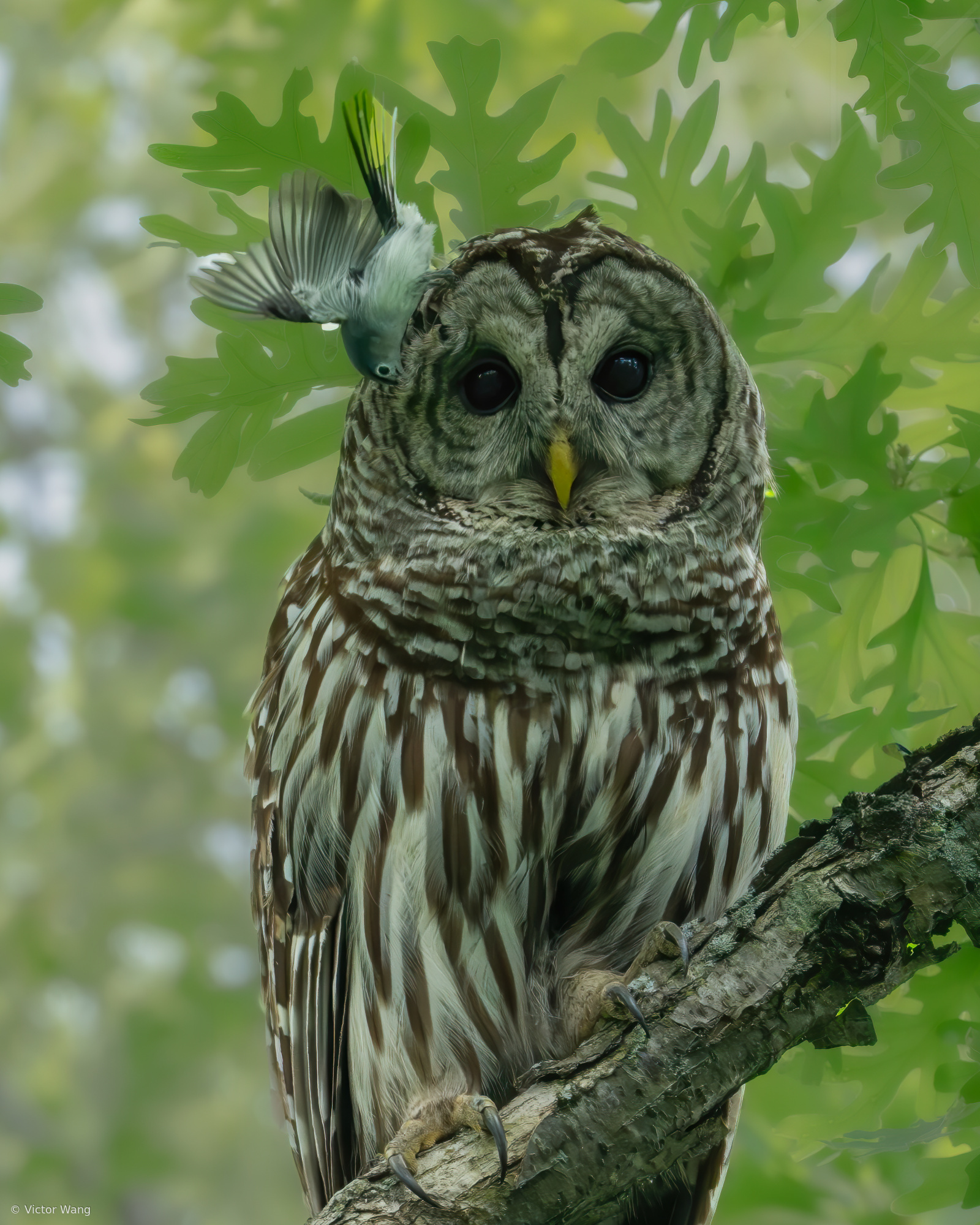 A Barred Owl and a Little Bird