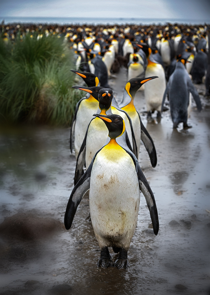 King Penguin Lineup by Annie Poreider — canvas wall art