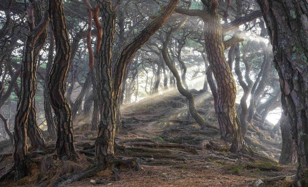 Sunlit Misty Forest Path by Jaeyoun Ryu — canvas wall art