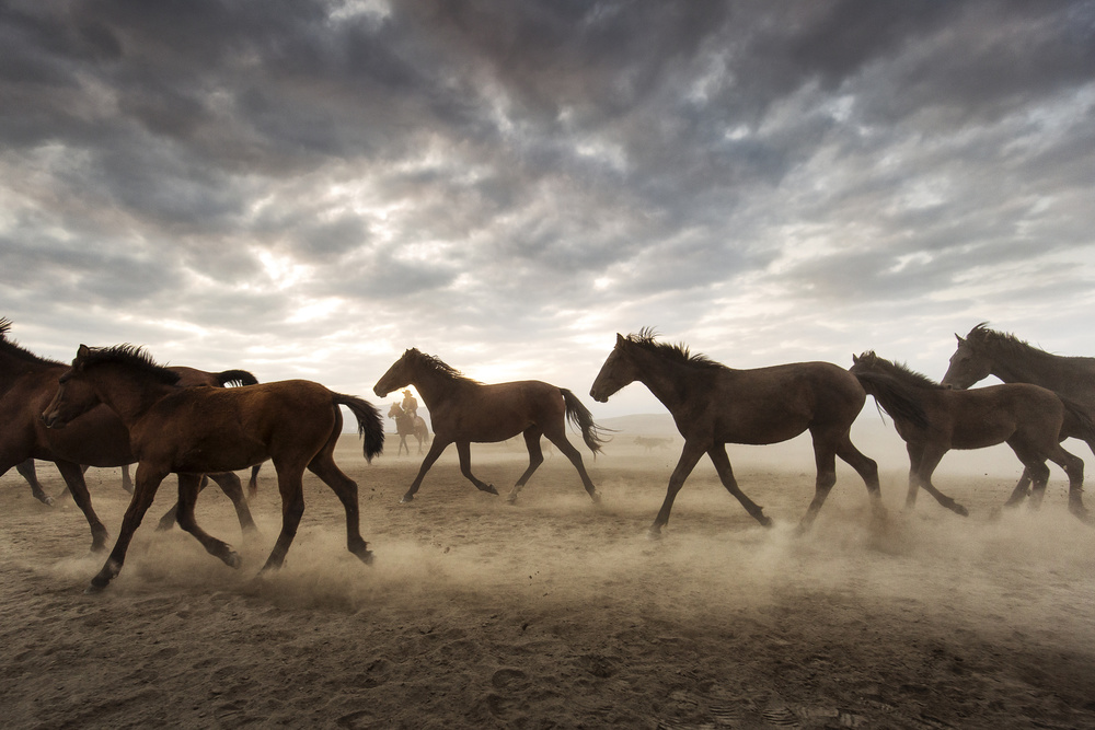 Wild Horses Galloping Free by Dan Mirica — canvas wall art