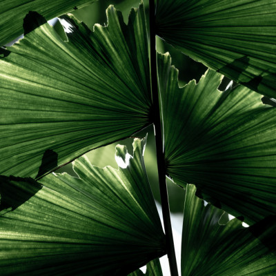 Lush Green Palm Leaves
