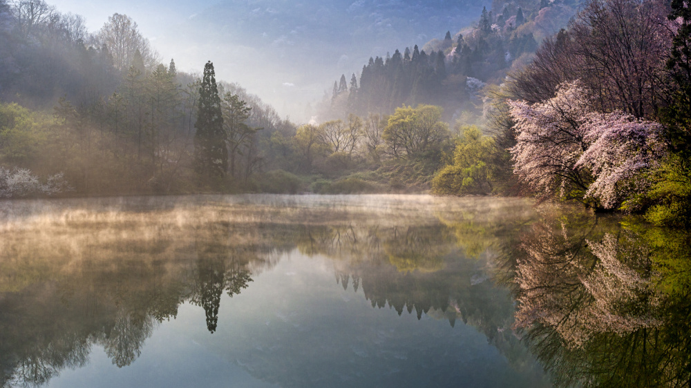Misty Spring Lake by Jaeyoun Ryu — canvas wall art