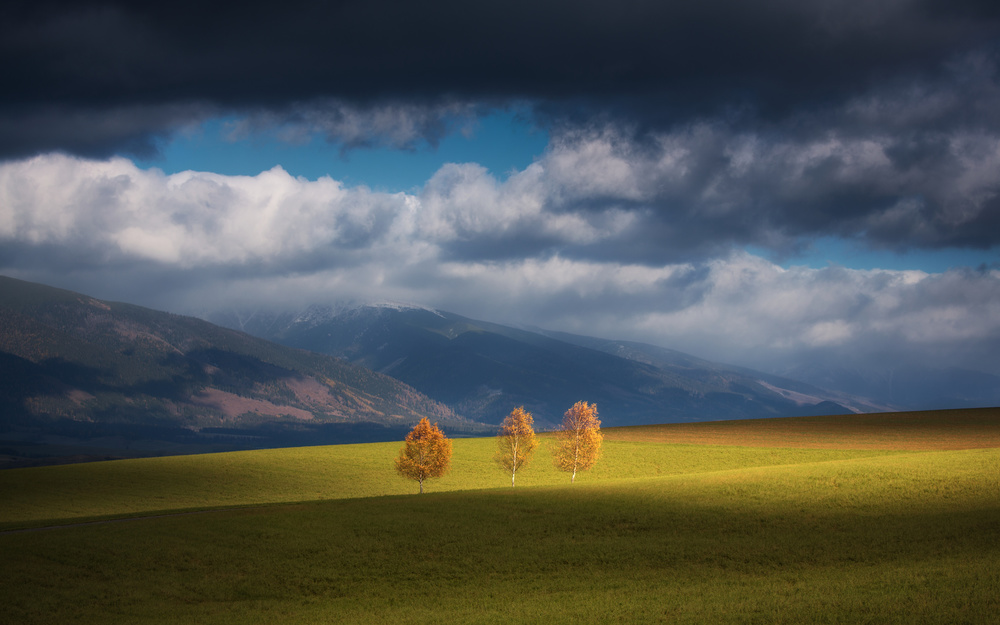 Golden Trees Meadow by Matej Rumansky — canvas wall art