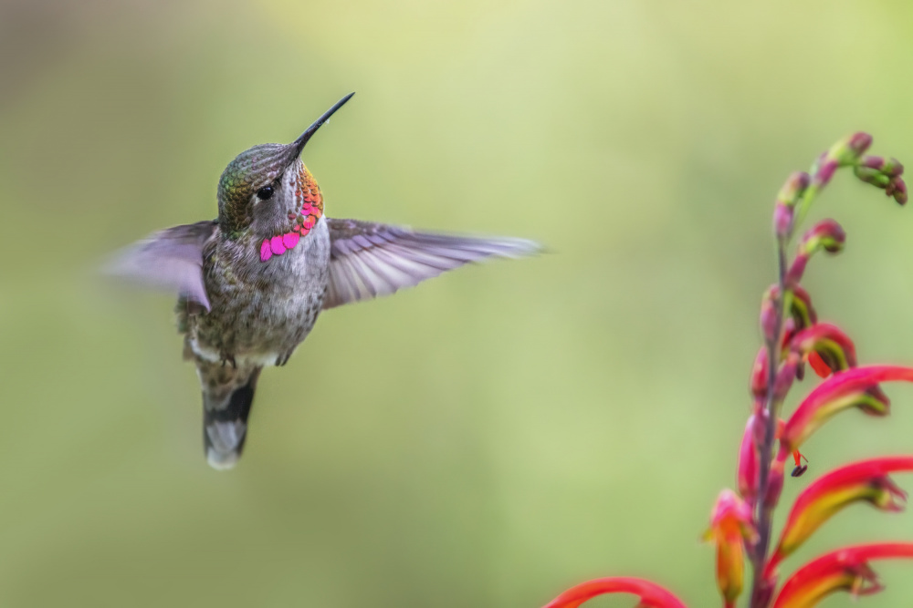 Hummingbird by Wei Liu — canvas wall art