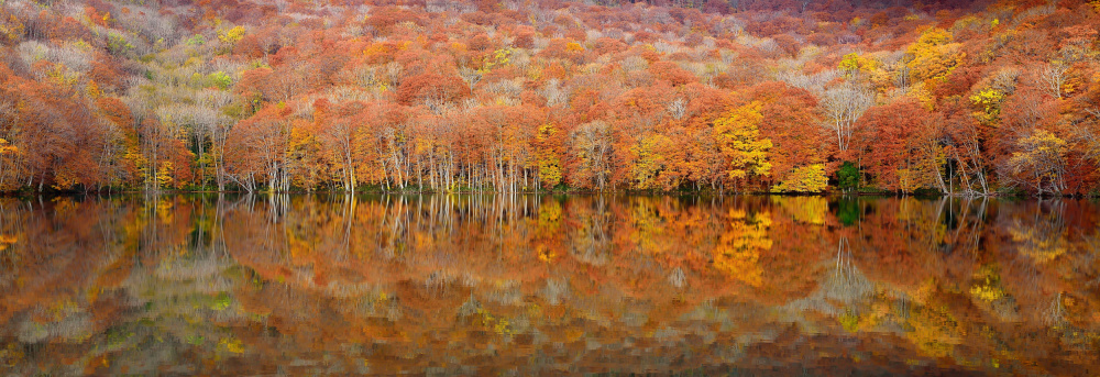 Autumn Lake Reflection by Sho Shibata — canvas wall art