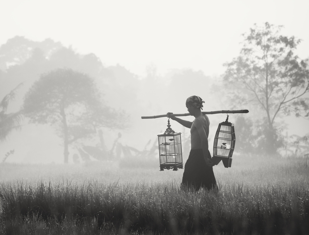 Misty Morning Journey by Arief Putranto — canvas wall art