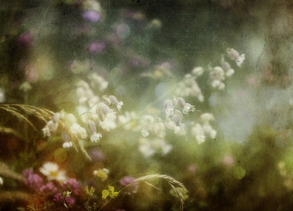 Dreamy Garden Blooms by Stefan Eisele — canvas wall art