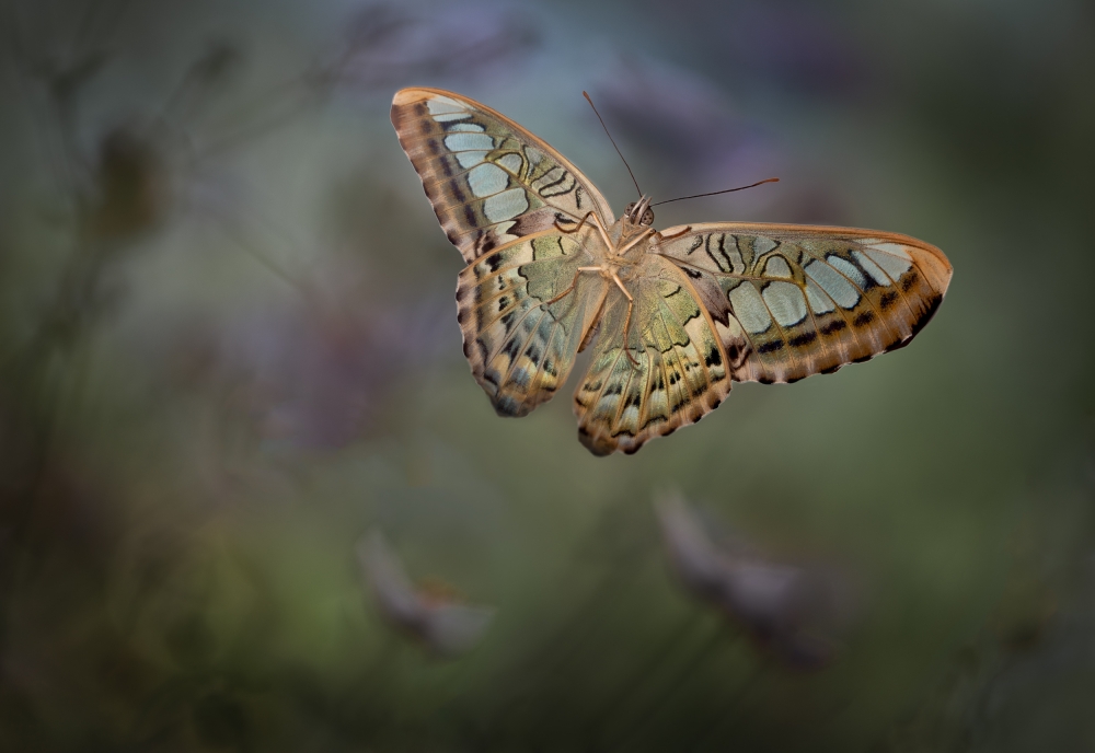 Delicate Butterfly Flight by Heather Bonadio — canvas wall art