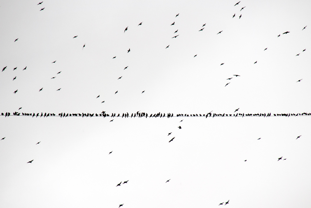 Birds On A Wire by Stefano Scappazzoni — canvas wall art