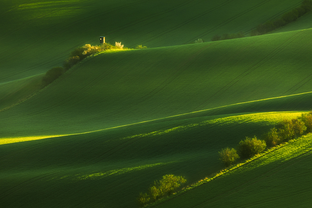 Sunlit Rolling Green Fields by Tomasz Rojek — canvas wall art