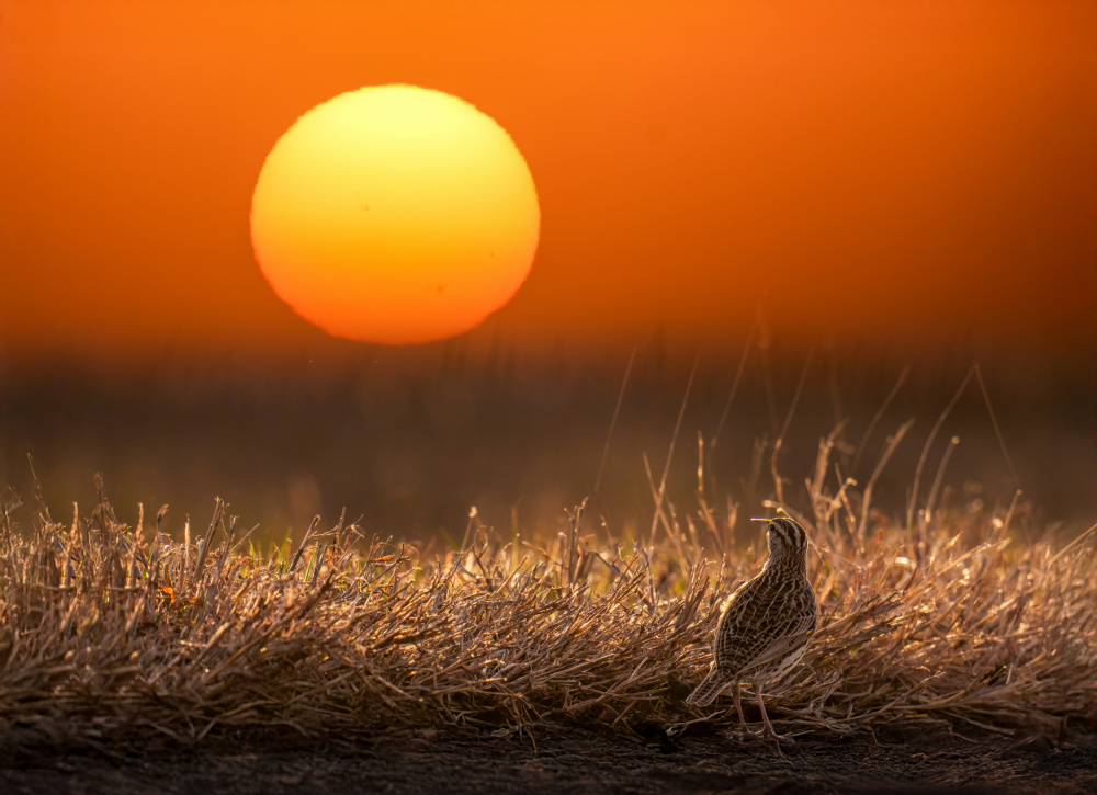 Lark at Golden Sunset by Serena Duan — canvas wall art