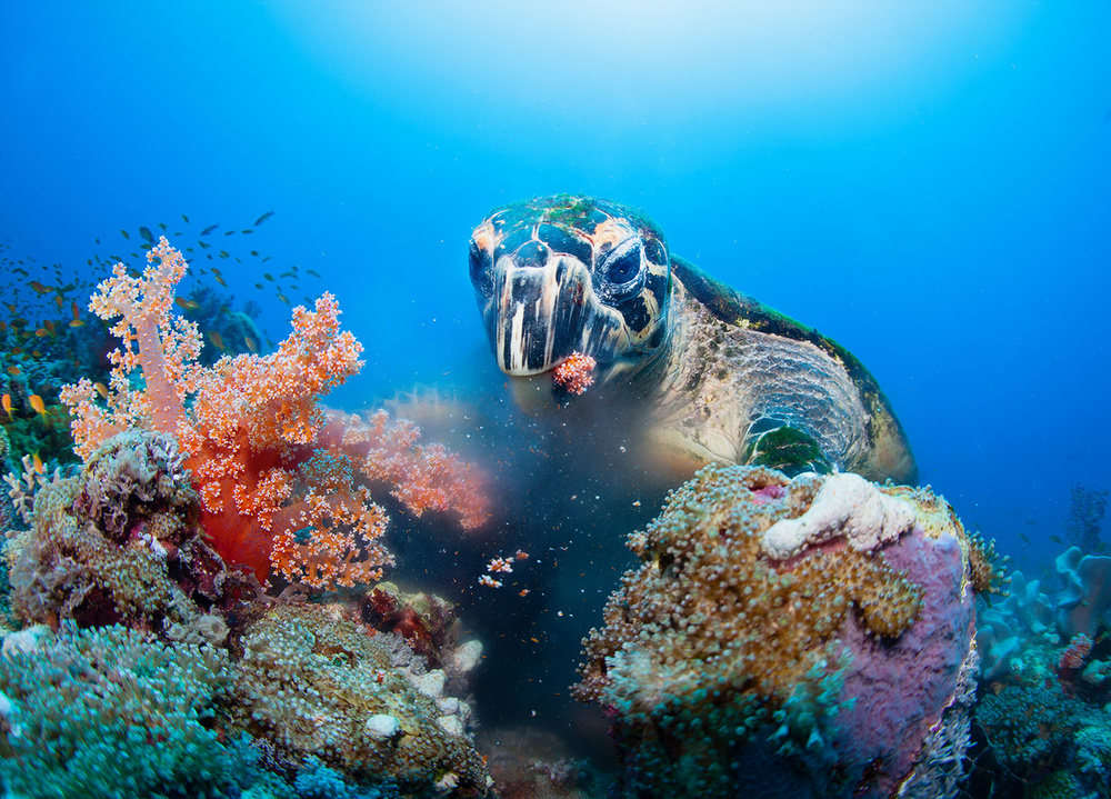 Vibrant Coral Turtle by Andrey Narchuk — canvas wall art