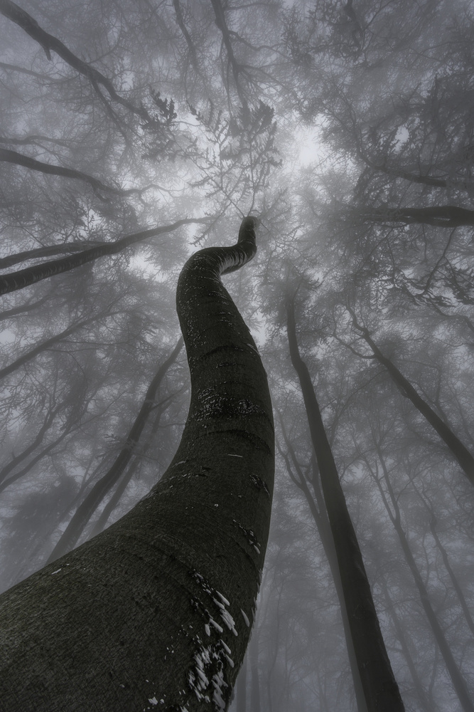Curved Tree In Fog by Tom Pavlasek — canvas wall art