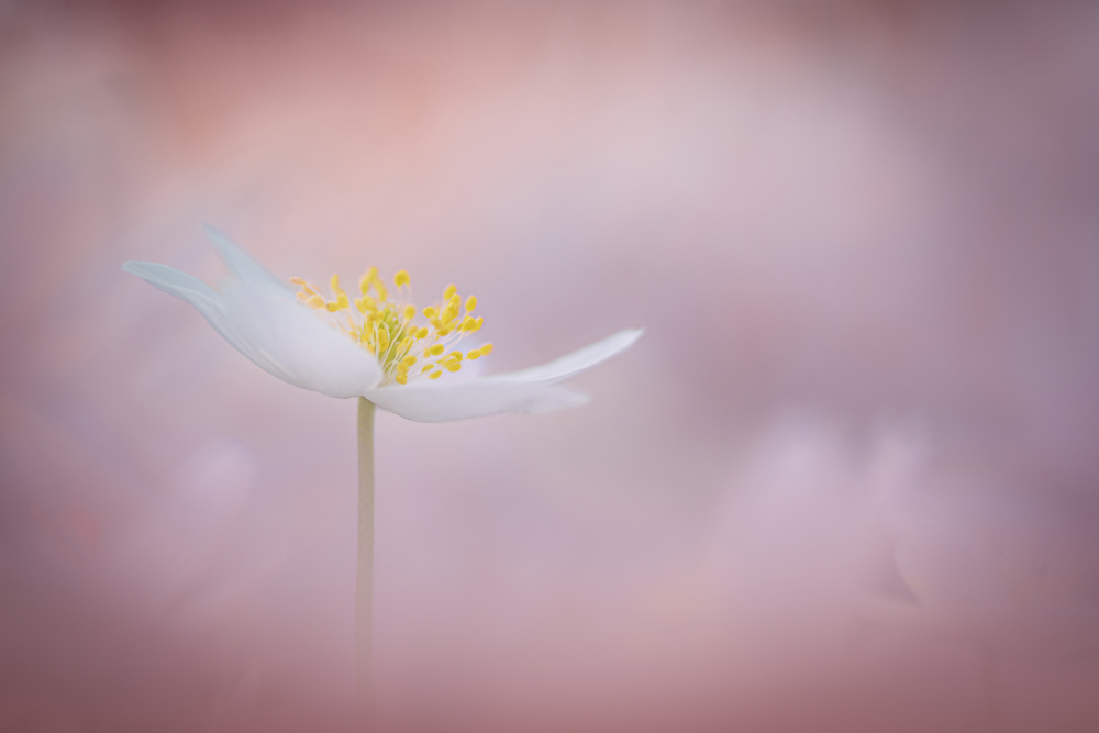 Serene White Blossom by Kutub Uddin — canvas wall art