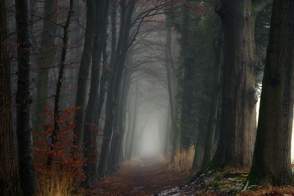 Misty Forest Path by Ellen Borggreve — canvas wall art
