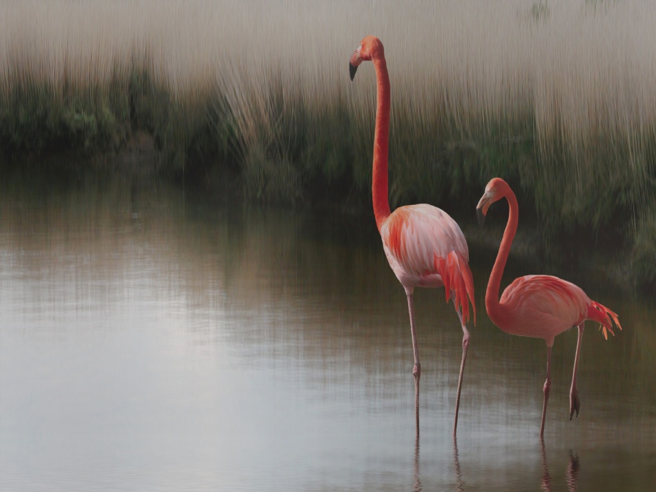 Flamingos In Calm Water by Anna Cseresnjes — canvas wall art