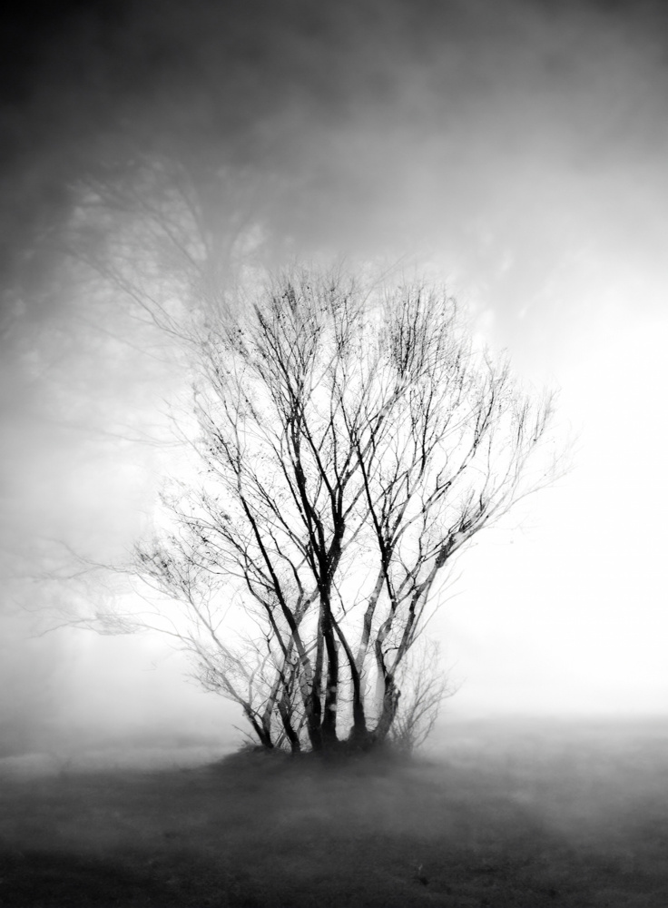 Misty Winter Tree by YoungIl Kim — canvas wall art