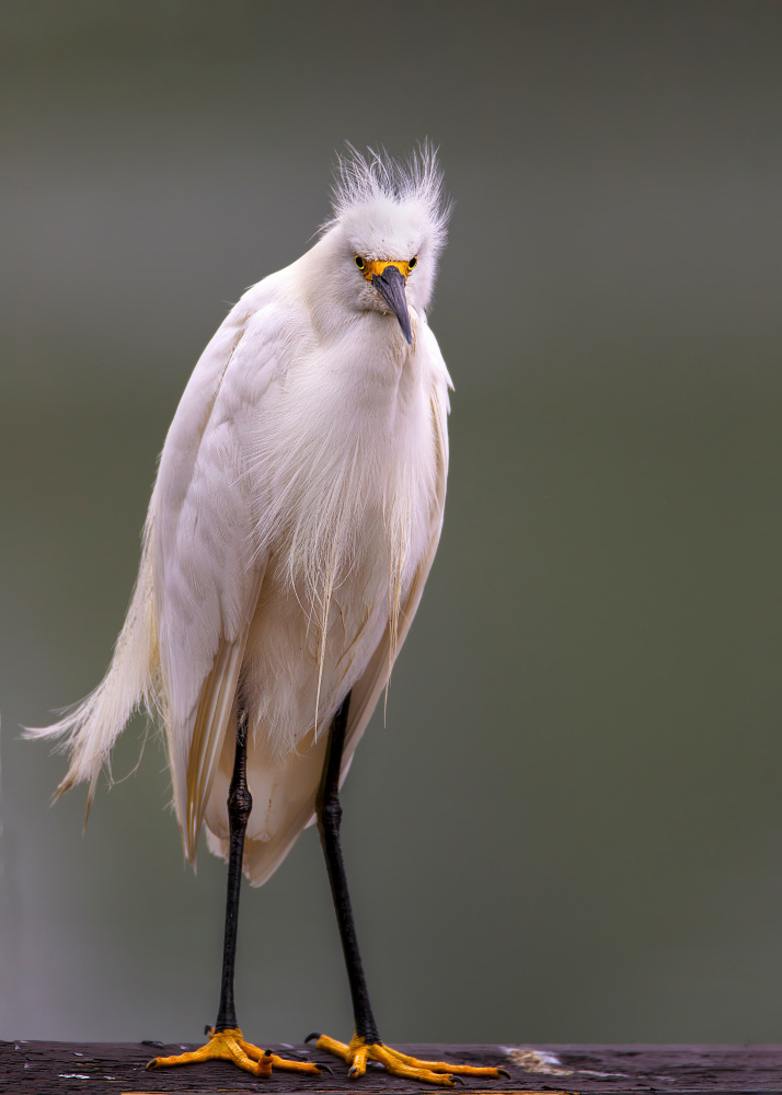 Ruffled Snowy Egret by verdon — canvas wall art