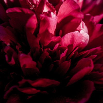 Dramatic Red Peony