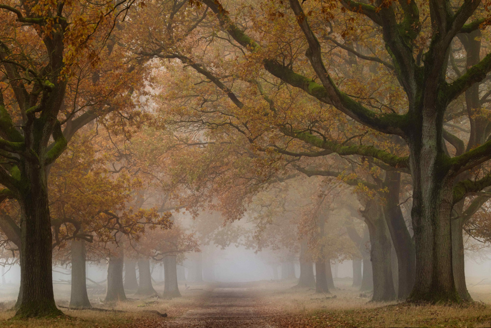 Misty Autumn Path by Ellen Borggreve — canvas wall art