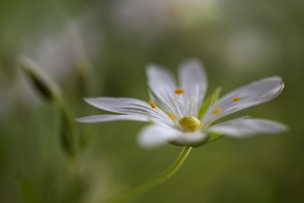 Stitchwort by Mandy Disher — canvas wall art