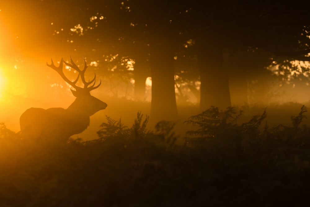 Golden Mist Stag by Stuart Harling — canvas wall art