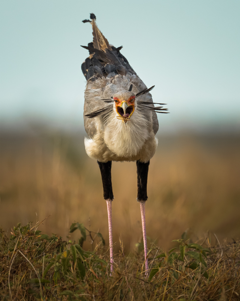 African Secretarybird Calling by Ahmed Sobhi — canvas wall art