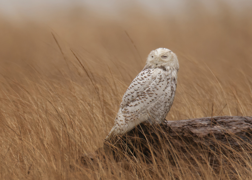Peaceful Snowy Owl by Amy Marques — canvas wall art