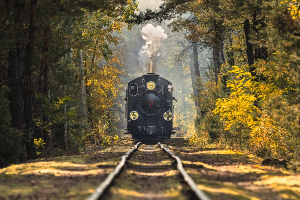 Autumn Forest Train by Rafal R. Nebelski — canvas wall art