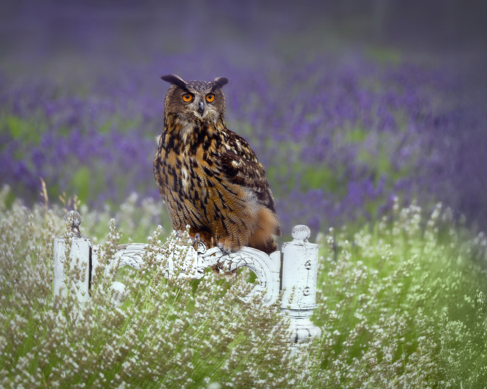 Watchful Owl Purple Field by Michaela Firešová — canvas wall art